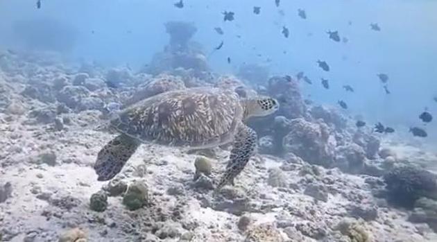 海龟在海里漫游